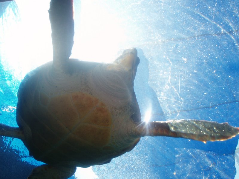 KeHa_in_South_Africa - 081